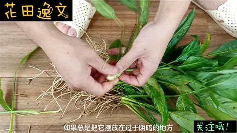 兰花|兰花（兰科兰属植物）